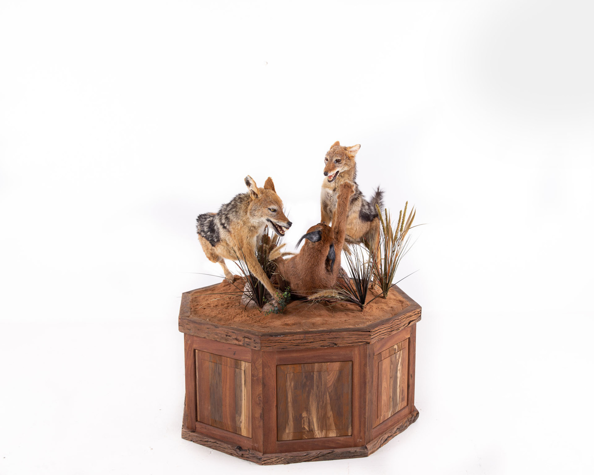 Jackal Full Mount Fighting Caracal Splitting Image Taxidermy